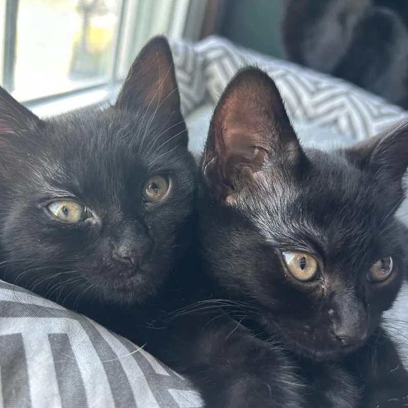 A baby small-sized female Black Domestic Short Hair cat named Tulip for adoption in Providence, RI