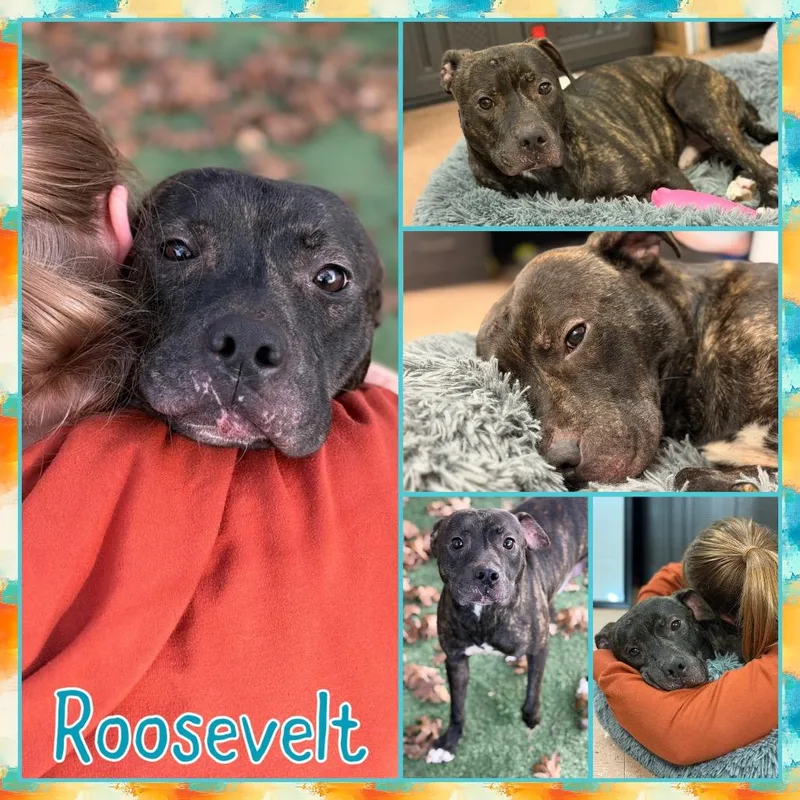 Roosevelt thumbnail 2