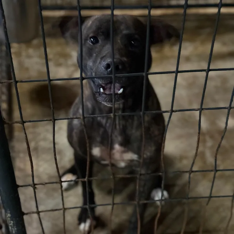 Roosevelt thumbnail 3