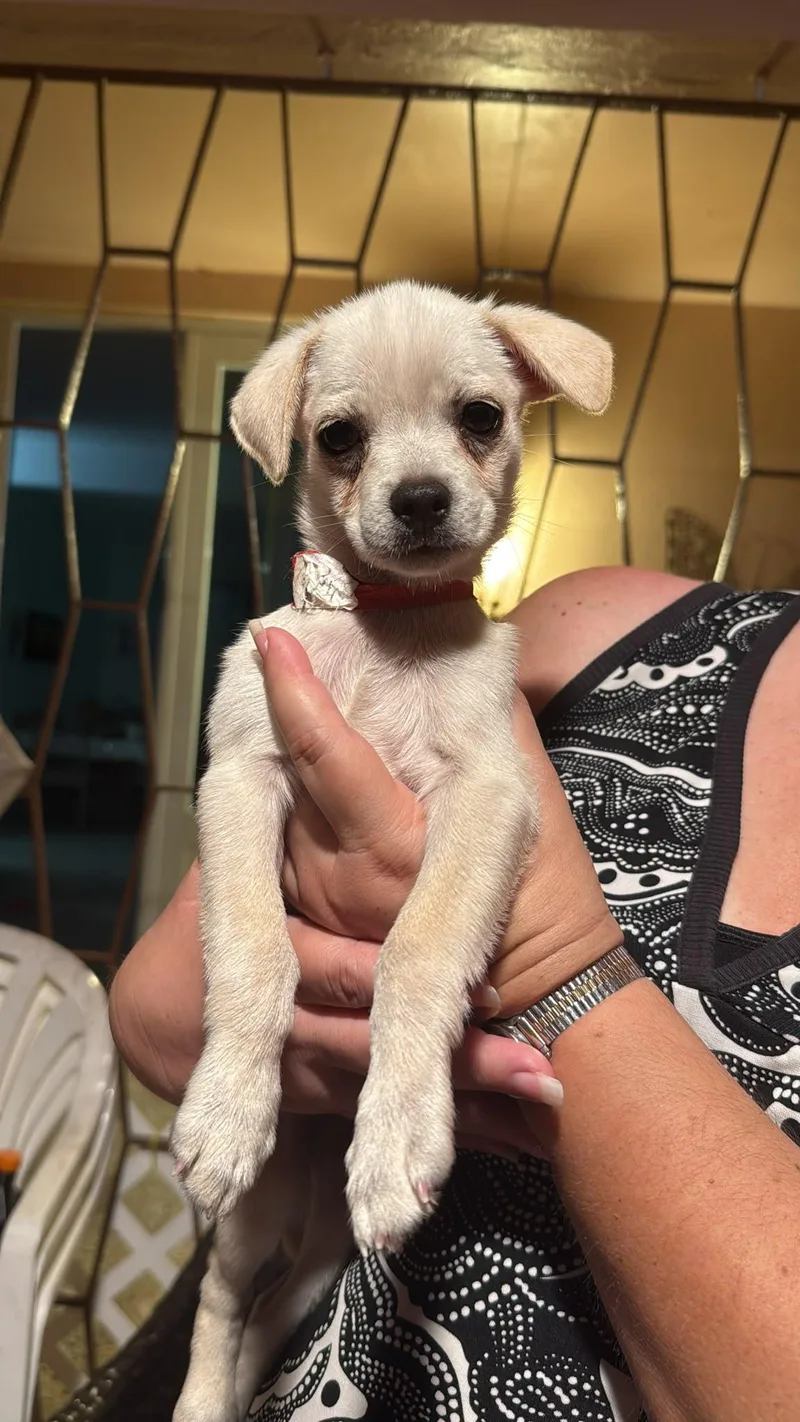 A baby small-sized male Apricot / Beige Chihuahua dog named CLOUD  . lbs for adoption in New York, NY