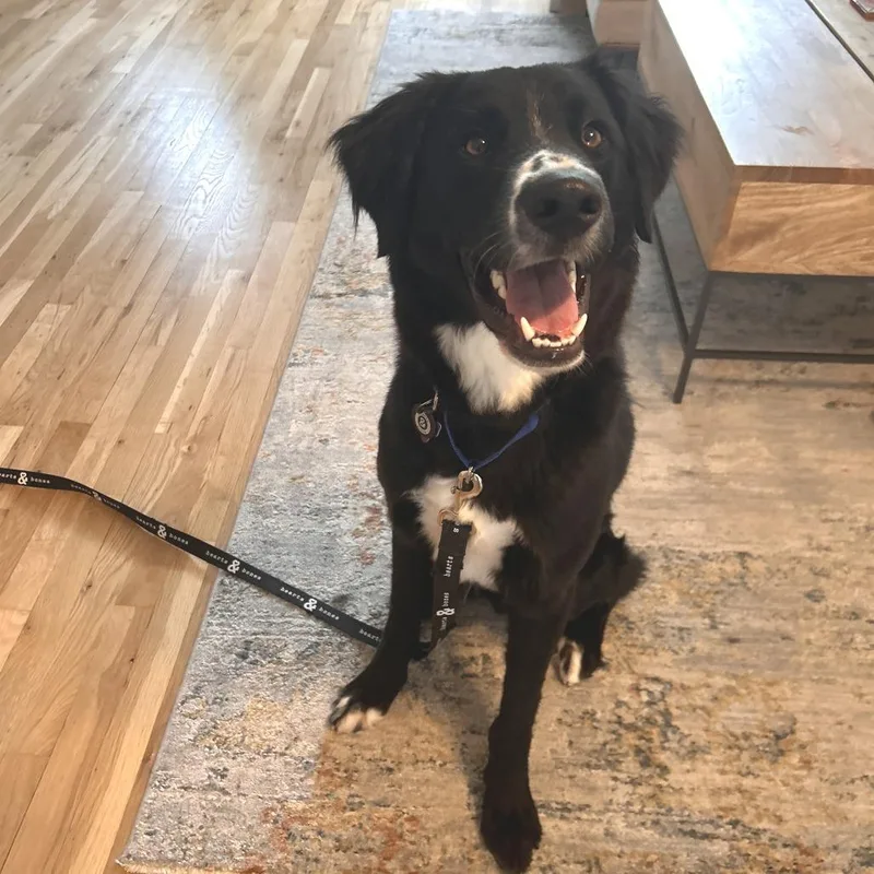 A young medium-sized male Black Border Collie dog named Rian for adoption in Brooklyn, NY