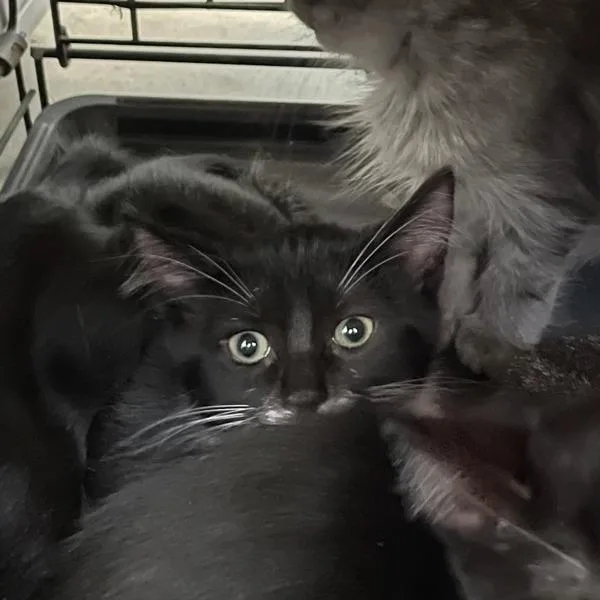 A baby small-sized male Domestic Short Hair cat named Lincoln for adoption in Des Moines, IA