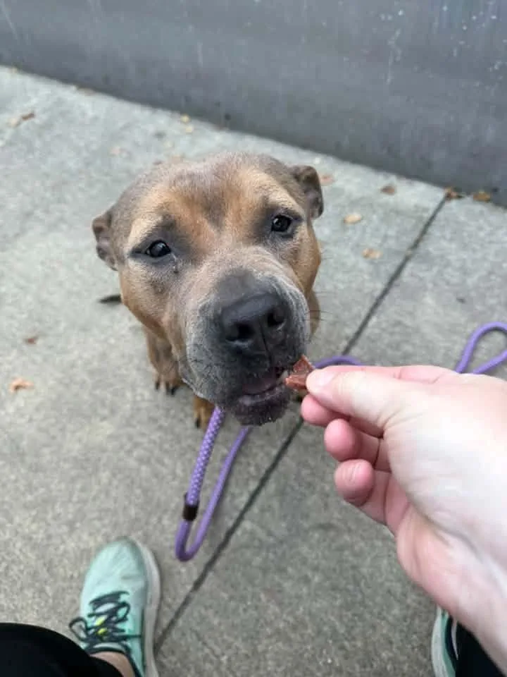 An adult medium-sized female Tricolor (Brown, Black, & White) Pit Bull Terrier dog named Elida for adoption in Chicago, IL