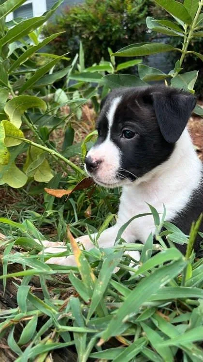 A baby medium-sized male Beagle dog named Fallon for adoption in Malvern, PA