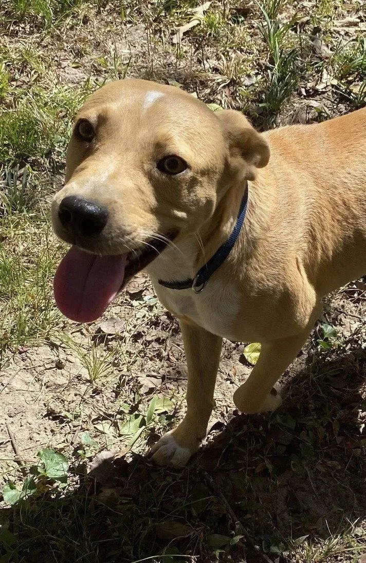 A young medium-sized male Mixed Breed dog named Luke for adoption in Ridgefield, CT