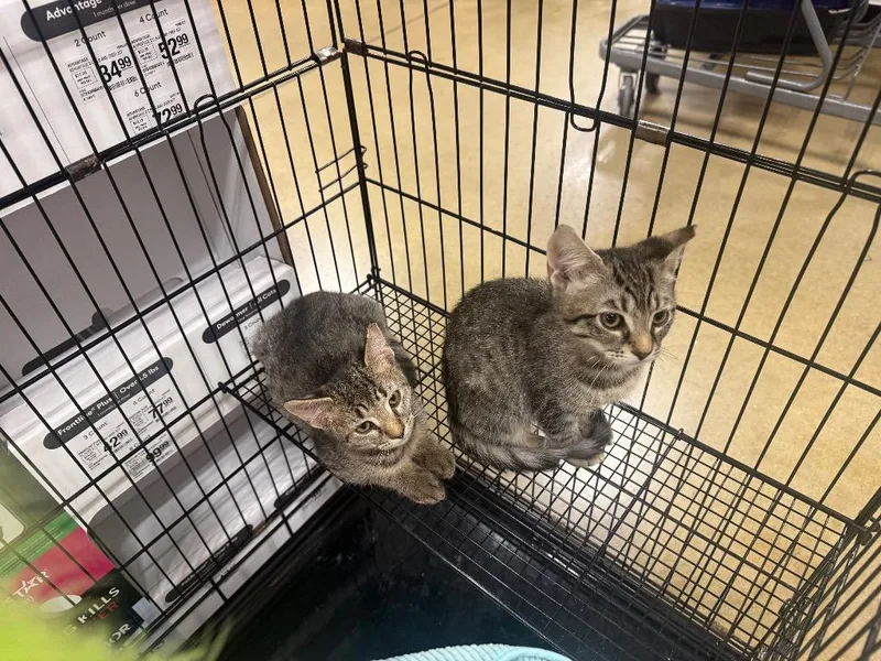 A baby large-sized male Domestic Short Hair cat named Baxter for adoption in warrenville, SC