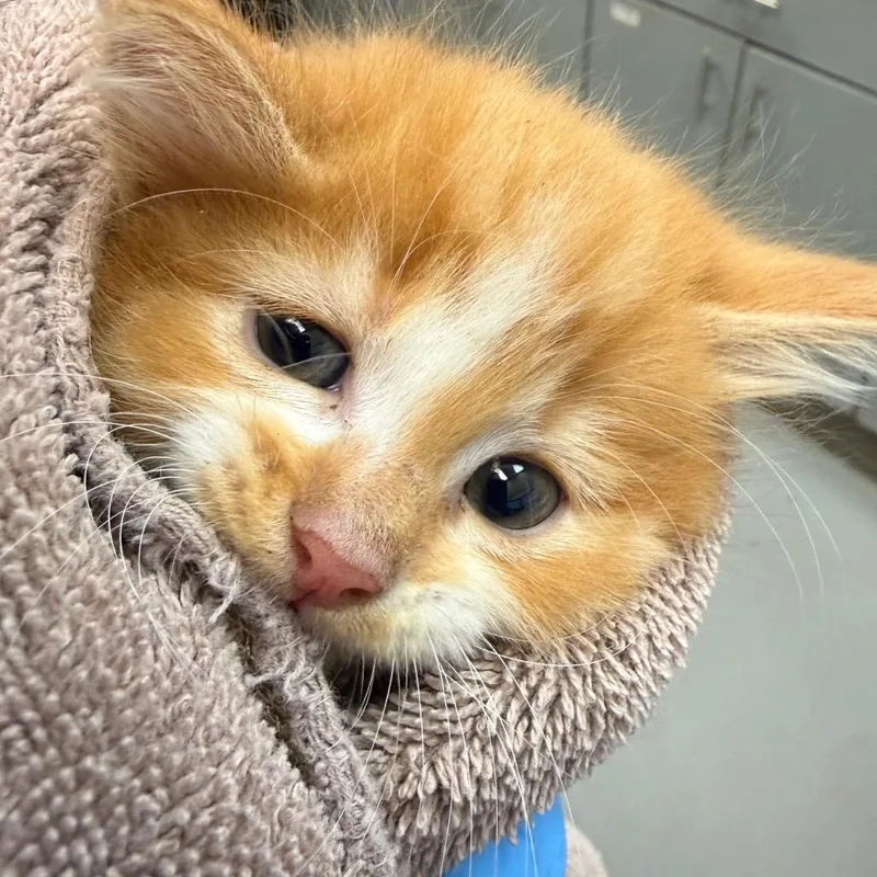 A baby small-sized male Orange / Red Domestic Medium Hair cat named Azriel for adoption in Troy, VA