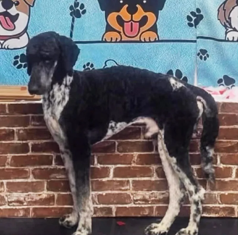An adult medium-sized male Tricolor (Brown, Black, & White) Poodle dog named Oreo Noir for adoption in Long Island City, NY