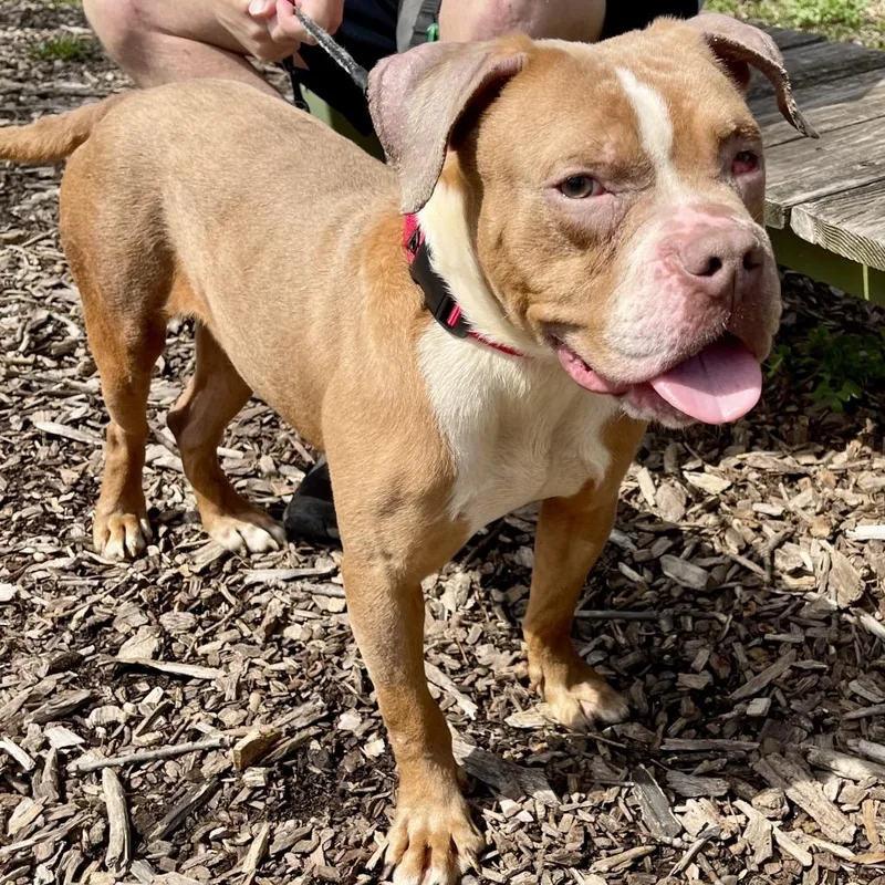 An adult medium-sized male Brown / Chocolate Pit Bull Terrier dog named Wrangler for adoption in Deerfield, IL