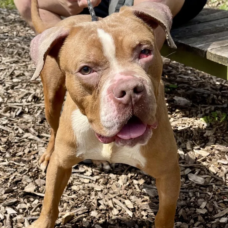 Wrangler thumbnail 3