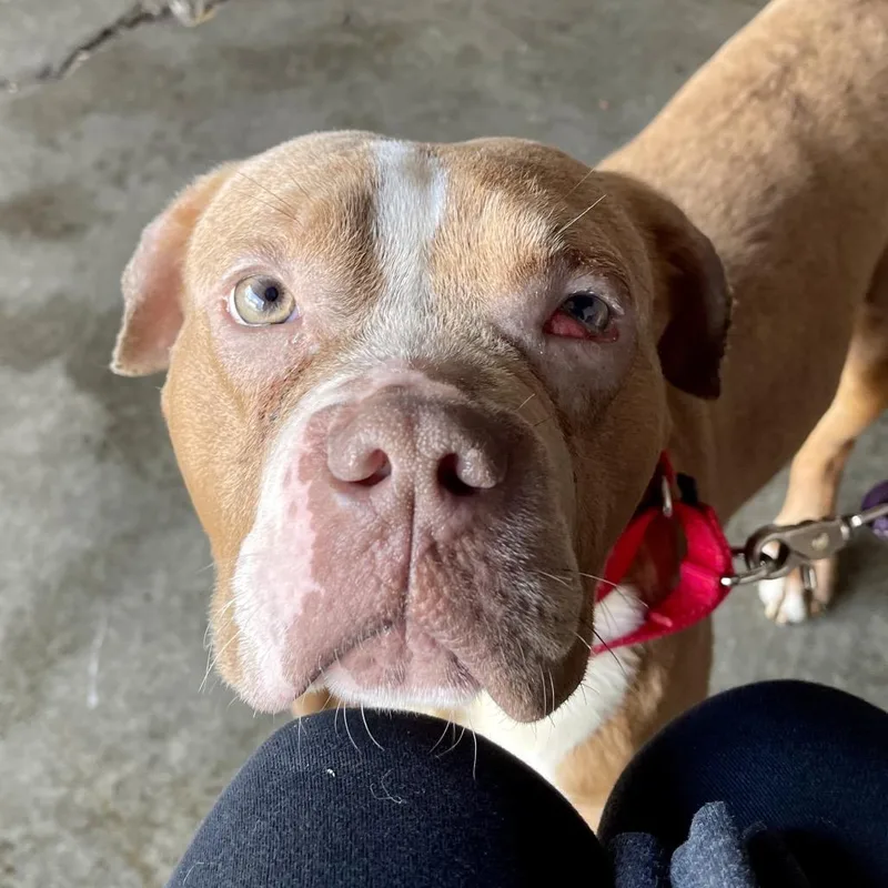 Wrangler thumbnail 4