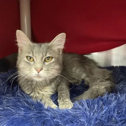 A young small-sized female Domestic Medium Hair cat named Sundae for adoption in Wheaton, IL