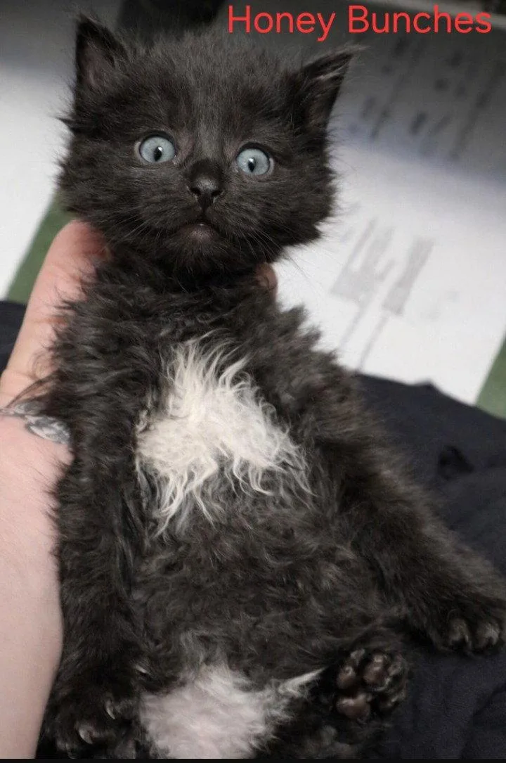 A young medium-sized female Black & White / Tuxedo Domestic Short Hair cat named Huney Bunches for adoption in Rochester, NY