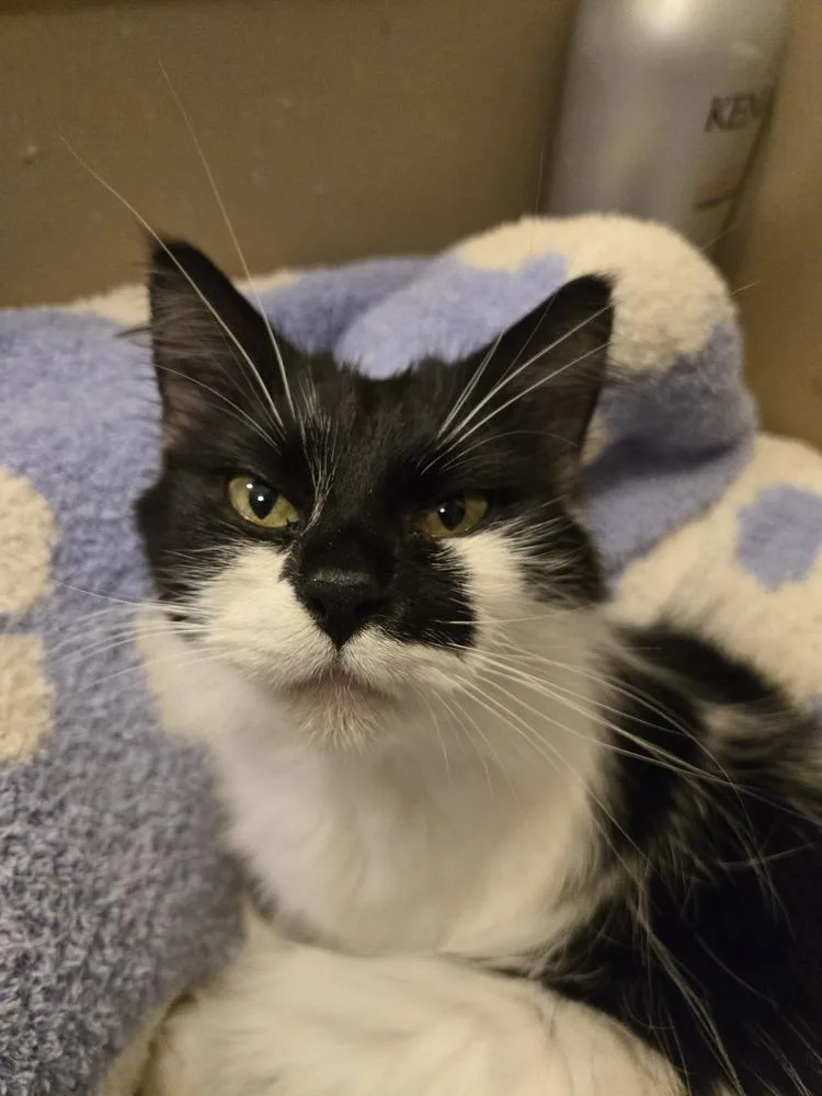 An adult medium-sized female Black & White / Tuxedo Domestic Long Hair cat named Ariel for adoption in Greensboro, NC