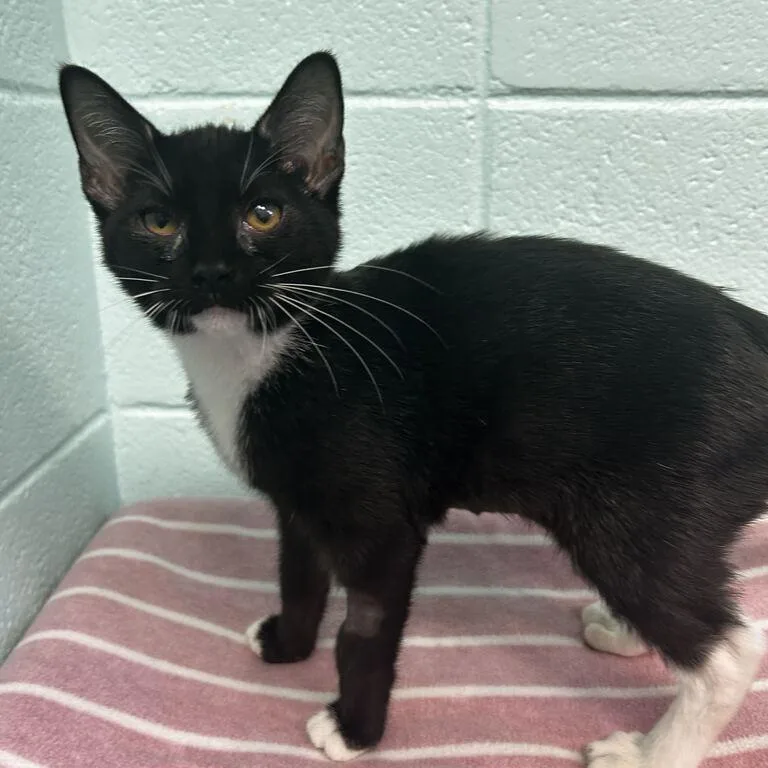 A baby small-sized female Black Domestic Short Hair cat named Toastada for adoption in Spruce Pine, NC