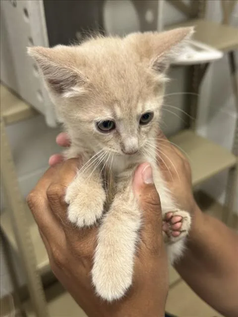 A baby small-sized male Domestic Short Hair cat named Engine Oil for adoption in Derwood, MD