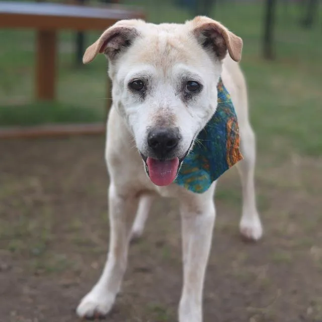 An adult medium-sized female Labrador Retriever dog named Daisy for adoption in San Antonio, TX
