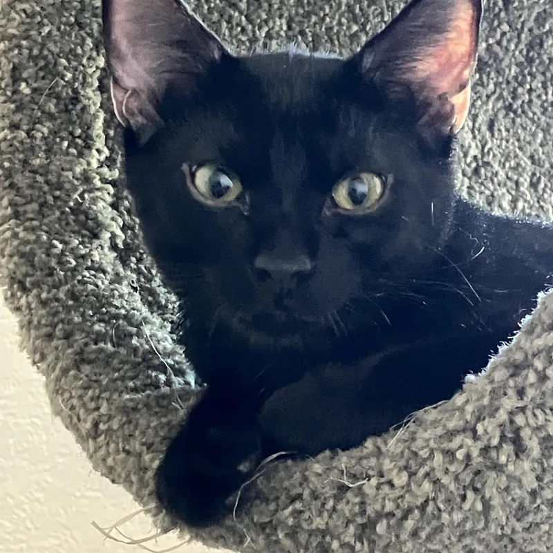 A baby medium-sized male Black Domestic Short Hair cat named Loki for adoption in Colorado Springs, CO