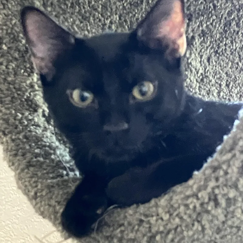Loki thumbnail 2