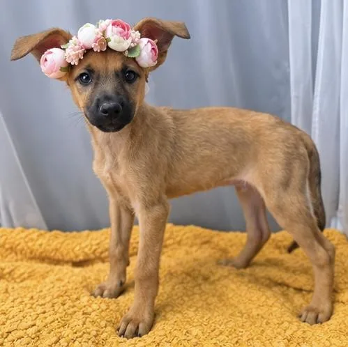 A baby medium-sized female Golden German Shepherd Dog named Blossom for adoption in Foley, AL