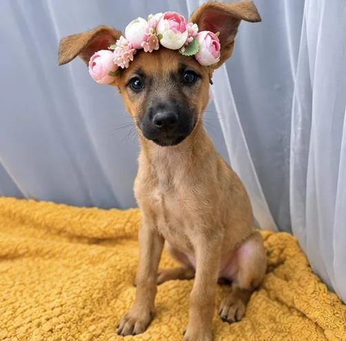 Blossom thumbnail 2