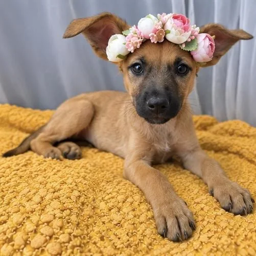 Blossom thumbnail 3