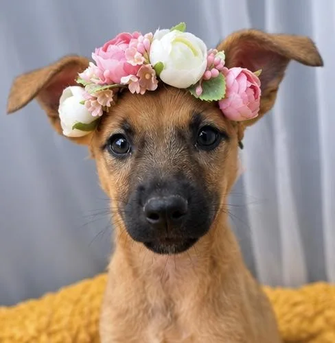 Blossom thumbnail 6