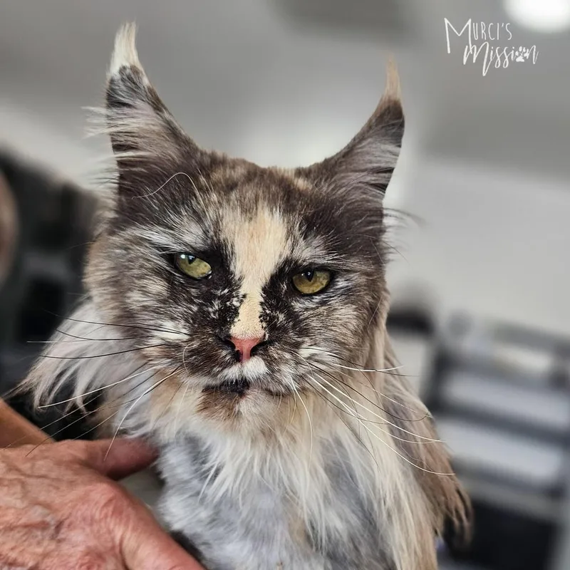 An adult large-sized female Domestic Long Hair cat named Natasha for adoption in Spokane , WA