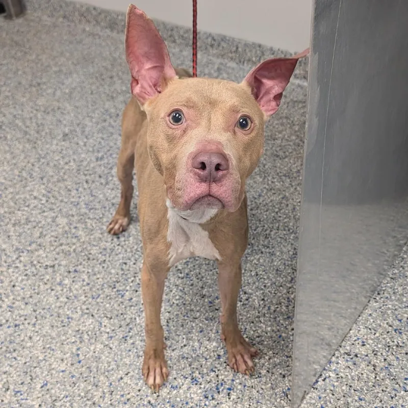 An adult medium-sized male Yellow / Tan / Blond / Fawn American Staffordshire Terrier dog named Dobby for adoption in Greenville, SC