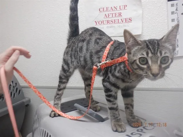 A baby small-sized male Domestic Short Hair cat named Jethro for adoption in Oroville, CA