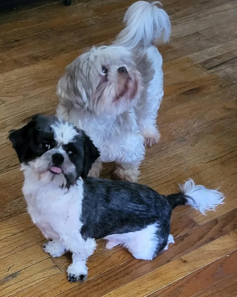 A young small-sized male Black Shih Tzu dog named Teddy for adoption in Youngstown, OH
