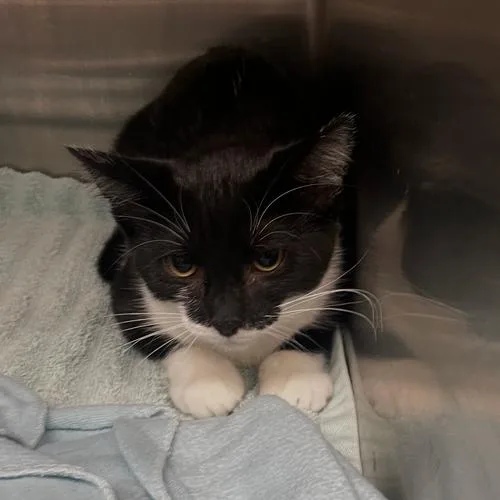 A young small-sized female Black Domestic Short Hair cat named Barbara for adoption in Georgetown, KY