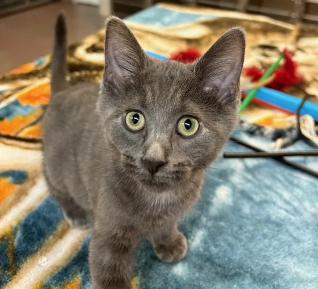 A baby medium-sized female Domestic Short Hair cat named Hokuto for adoption in Aurora, IL