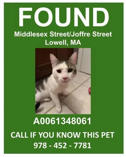An adult small-sized male Domestic Short Hair cat named Doopy for adoption in Lowell, MA