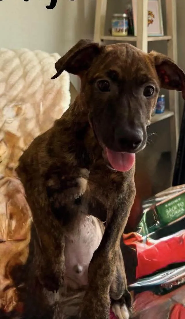 A baby medium-sized male Feist dog named Banjo for adoption in Walker, LA
