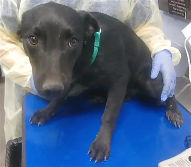 A young large-sized female Australian Kelpie dog named Reese for adoption in Phoenix, AZ