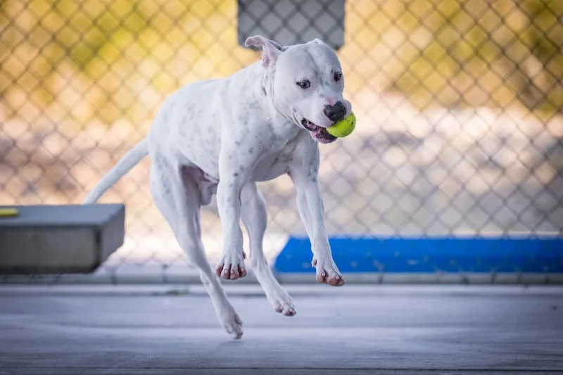 A young medium-sized male Dogo Argentino dog named Yayo for adoption in Twentynine Palms, CA
