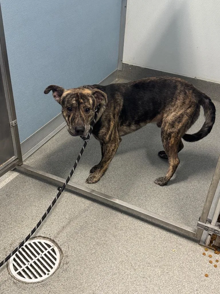 A young medium-sized male Shepherd dog named Allen for adoption in Bloomington, IN
