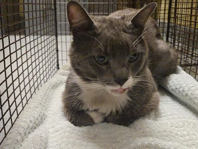 An adult large-sized male Domestic Short Hair cat named Giblet for adoption in Tustin, CA