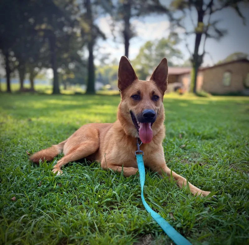 A young medium-sized male Shepherd dog named Gary Wayne Dog for adoption in McKenzie, TN