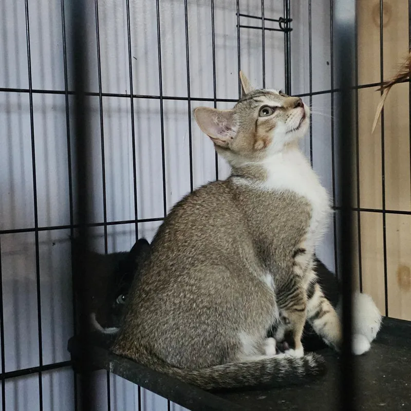 A baby small-sized male Buff / Tan / Fawn Domestic Short Hair cat named Ace for adoption in Ringtown, PA