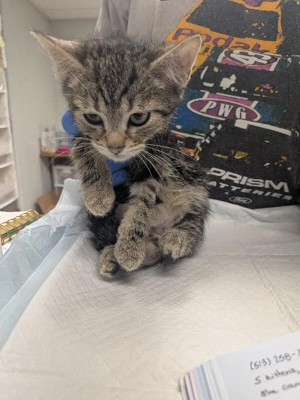 A young small-sized male Tabby (Brown / Chocolate) Domestic Short Hair cat named Crunchwrap for adoption in Cincinnati, OH