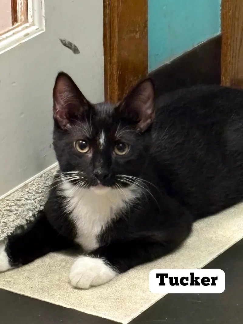 A young medium-sized male Black & White / Tuxedo Domestic Short Hair cat named Tucker for adoption in Monticello, IL