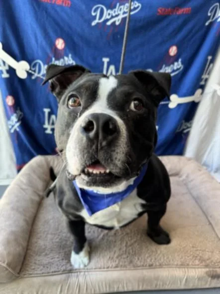An adult large-sized male American Staffordshire Terrier dog named Ron for adoption in Chatsworth, CA