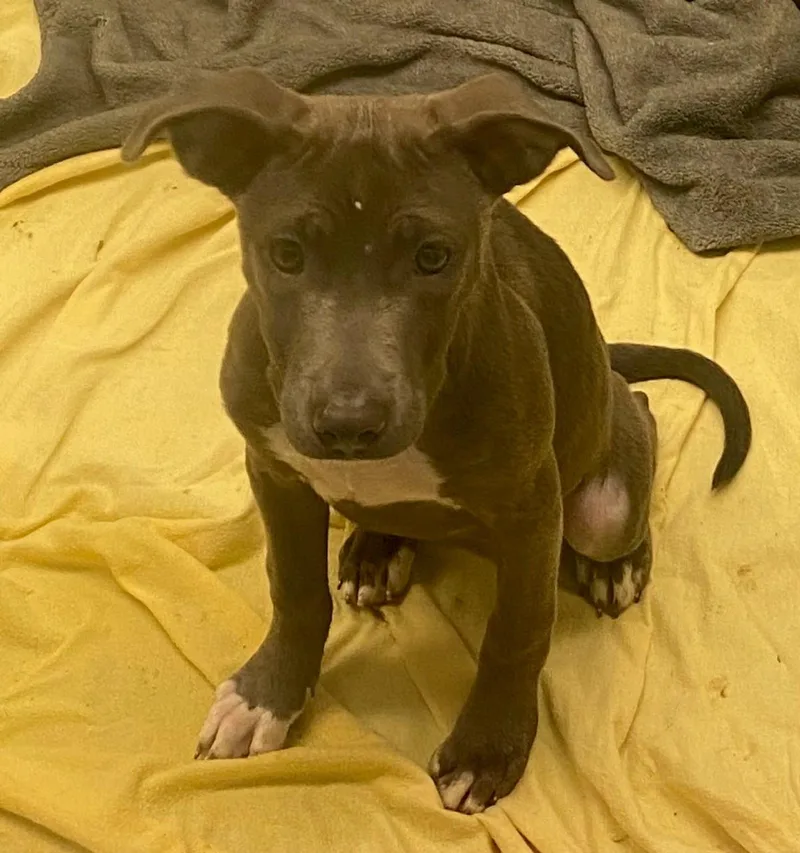 A baby medium-sized female Pit Bull Terrier dog named Sissy A for adoption in Plano, TX