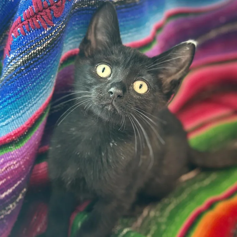 A baby small-sized female Black Domestic Short Hair cat named Beanstalk for adoption in Matteson, IL