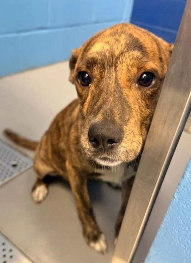 A baby medium-sized female Terrier dog named Lola for adoption in Hartsville, SC
