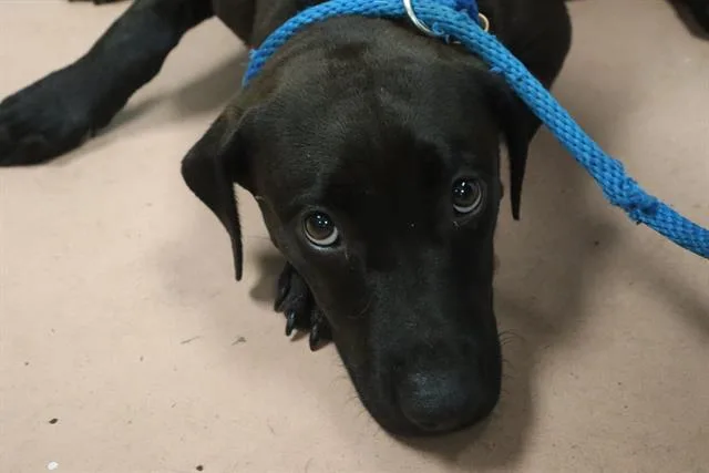 A young medium-sized male Mixed Breed dog named Kirby for adoption in Columbia, SC