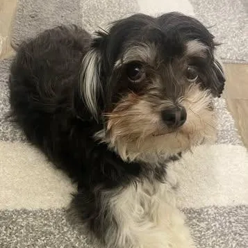 A young small-sized female Schnoodle dog named Luna for adoption in Matthews, NC