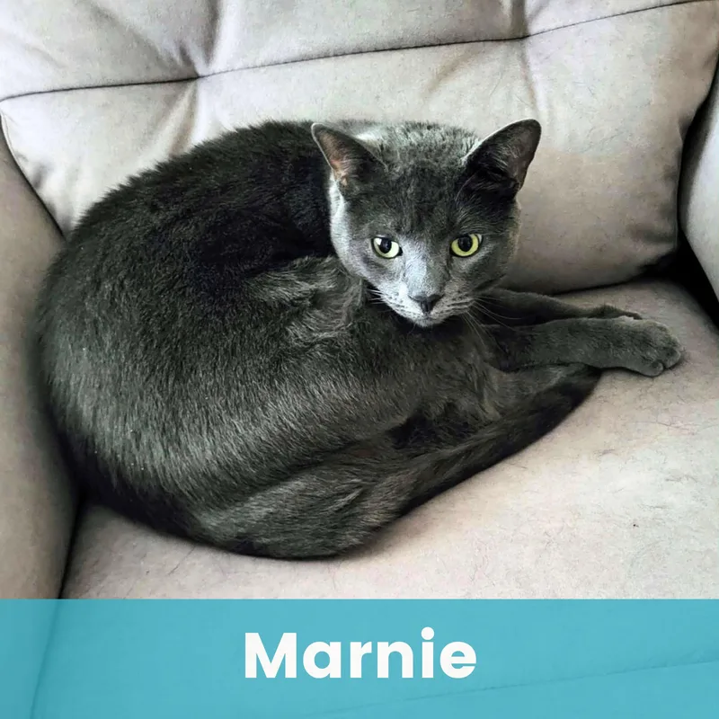 An adult extra large-sized female Domestic Short Hair cat named Marnie for adoption in Rochester , NY